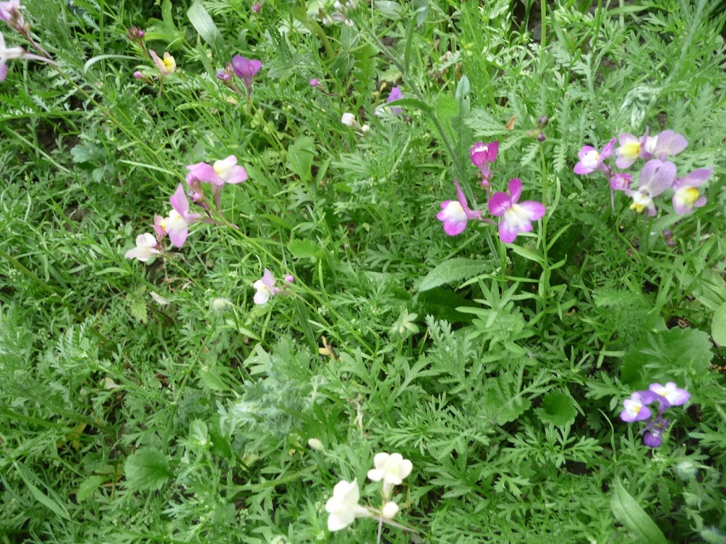 Wildflower Garden