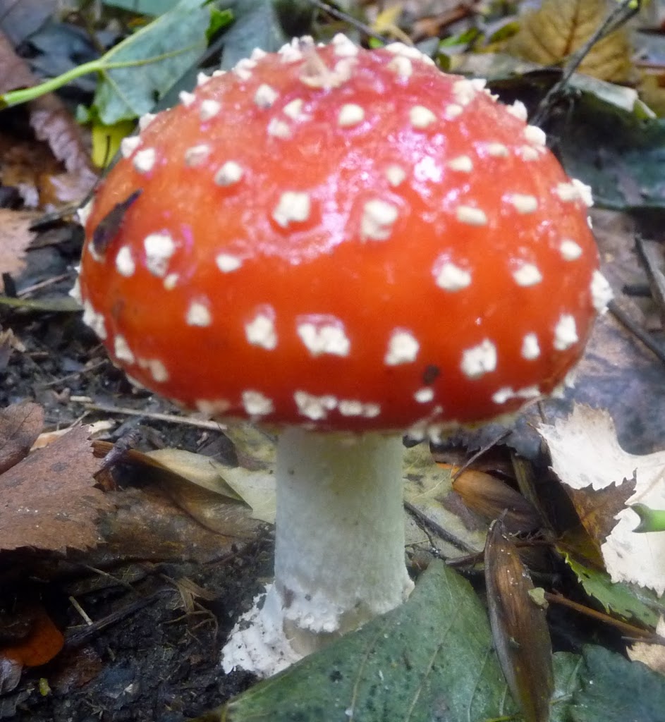 Fungi at Faurefold