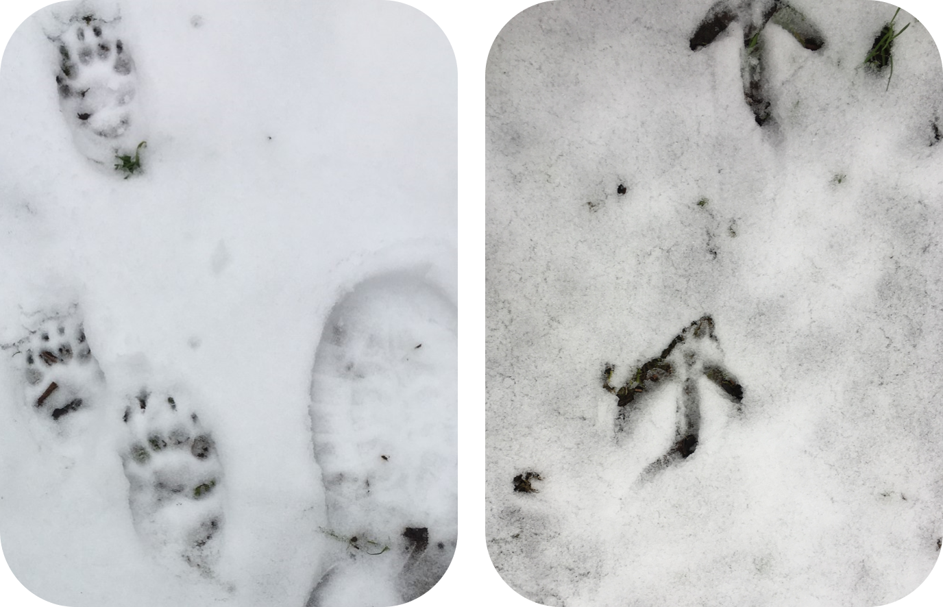 Faurefold Tracks in the Snow