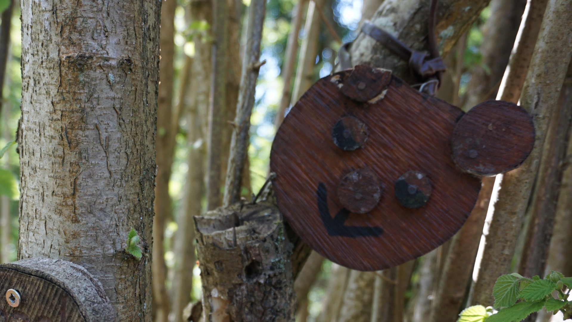Nature Trail Bear