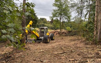 Strategic felling paves the way for regeneration